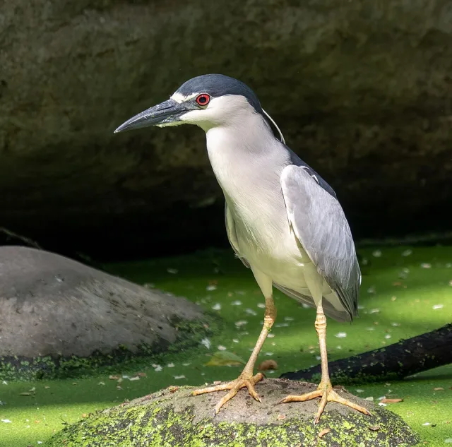 Squat gray and black heron with a red eye.