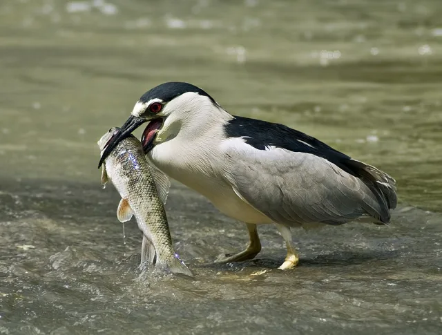 Squat gray and black heron with a red eye. It is holding a fish.