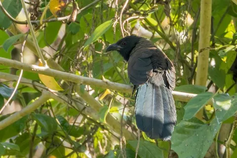 Black pheasant like bird with thick decurved bill.