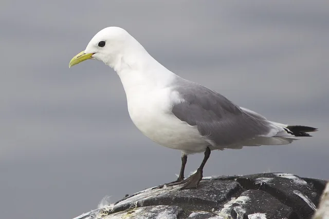 Small pale gull with white head, neck and breast and yellow bill.