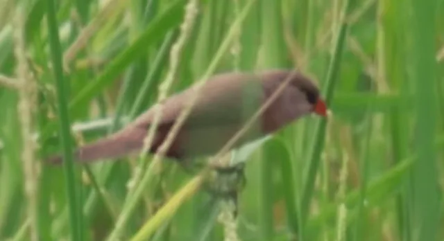 Blurred image of a small brown finch with red bill.