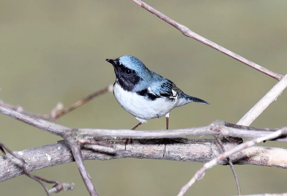 Small songbird with dark gray back, black face and white front.
