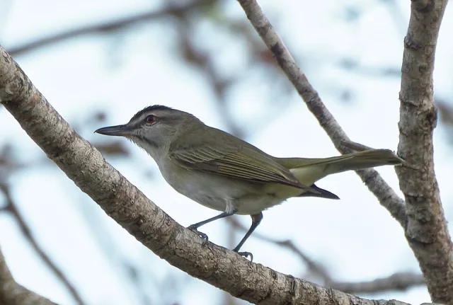 Large gray songbird with black streaks along the head.