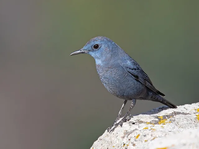A glossy mid-blue bird standing on a rock.