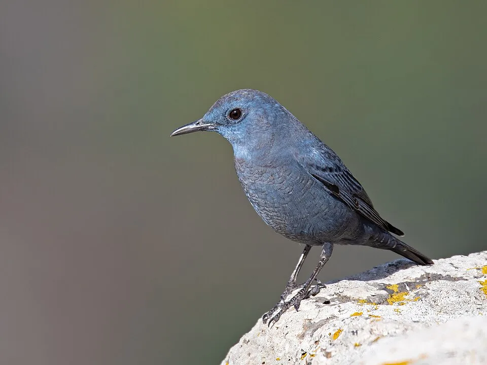 A glossy mid-blue bird standing on a rock.