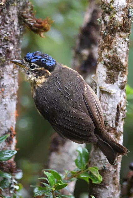 Brown bird with paler throat and blue cap.