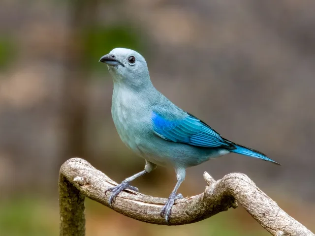 Pale blue songbird with darker blue wings.
