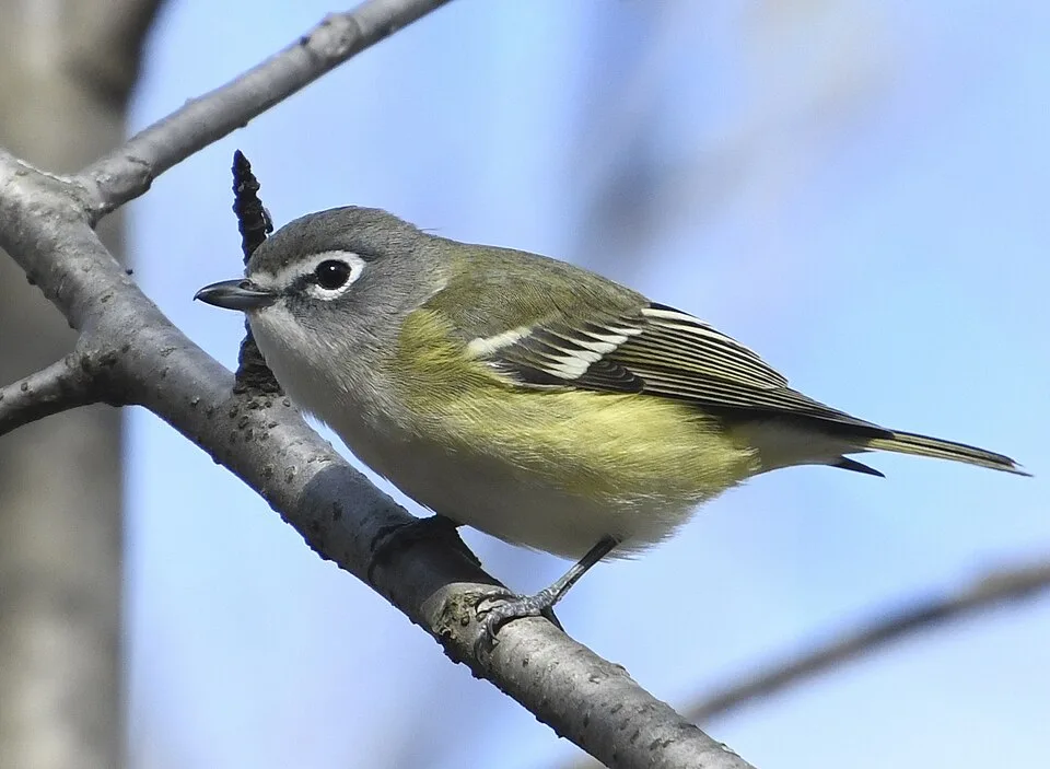 Squat songbird with olive back, yellow belly and blue gray head.