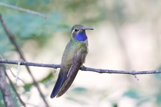 Large gray hummingbird with blue throat and white stripe behind the ear.