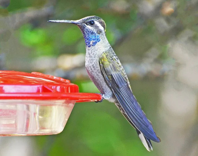 Large gray hummingbird with blue throat and white stripe behind the ear.