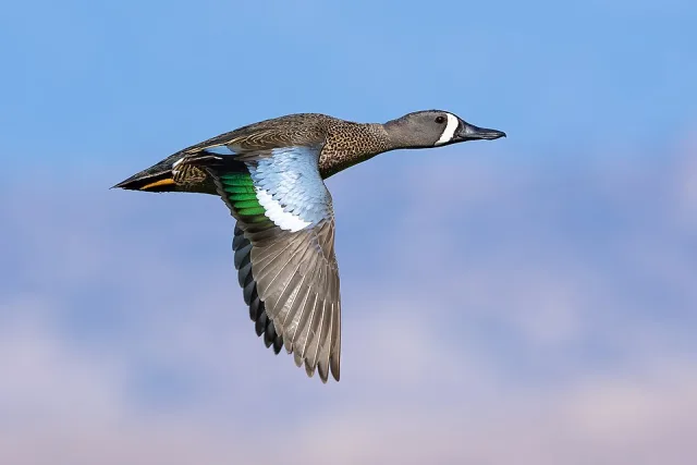 Attractive brown duck with white bar across the nose and blue wing patches.