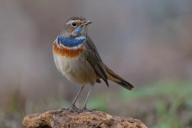Brown bird with red collar, blue throat.