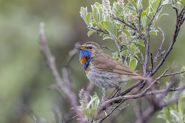 Brown bird with red collar, blue throat.