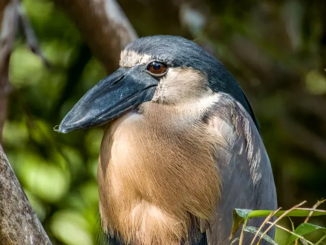 Plump heron with gray and rufous plumage, black cap and large, thick bill.