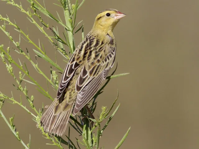 Large sparrow like bird with pale head and streaky brown back.