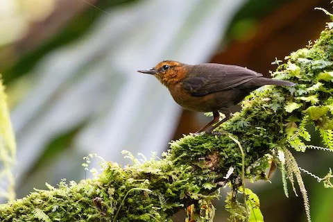 Small brown bird with rufous neck and throat.