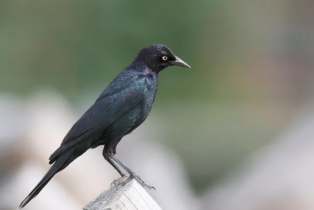 Glossy blackbird with yellow eye.