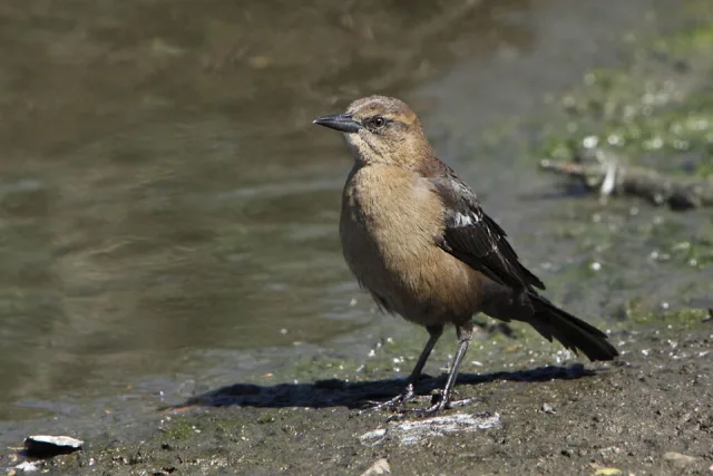 Plain brown bird with darker wings.