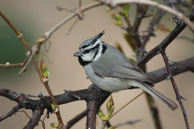 Small gray bush bird with crest and black and white marks on the face.