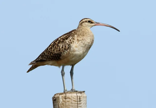 Large brown speckled bird with long decurved bill.