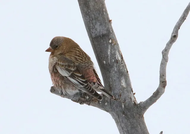Small brown finch with pinkish flanks.