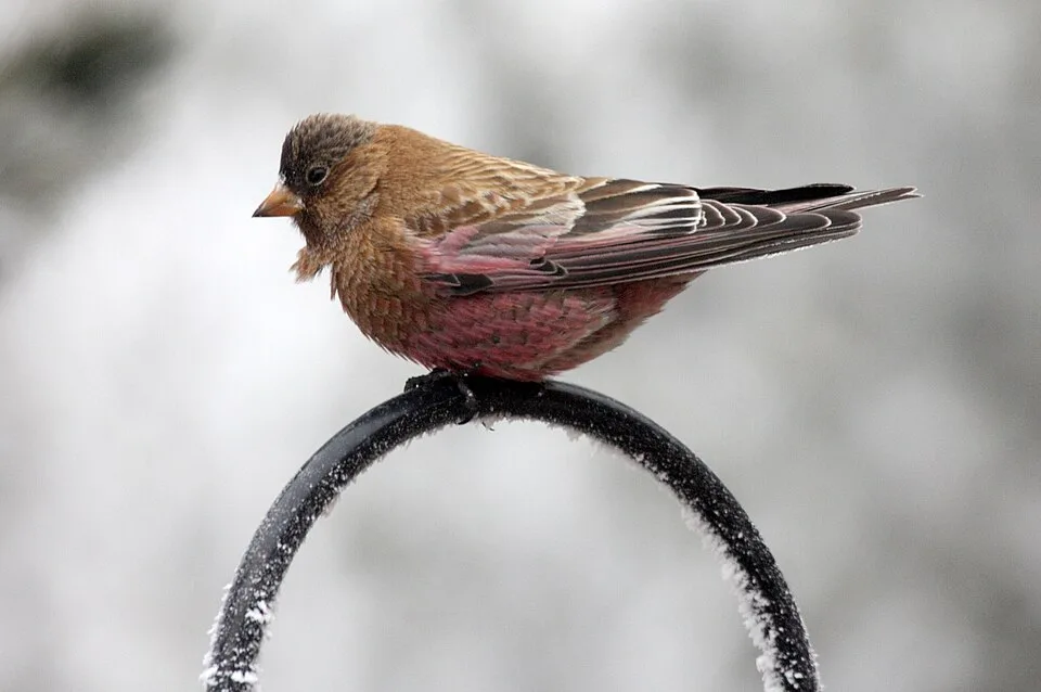 Small brown finch with pinkish flanks.