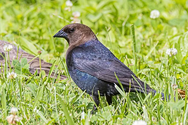 Medium sized black colored bird with glossy blue wings and brown head.