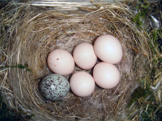 Brown-headed Cowbird Egg in an Eastern Phoebe nest
