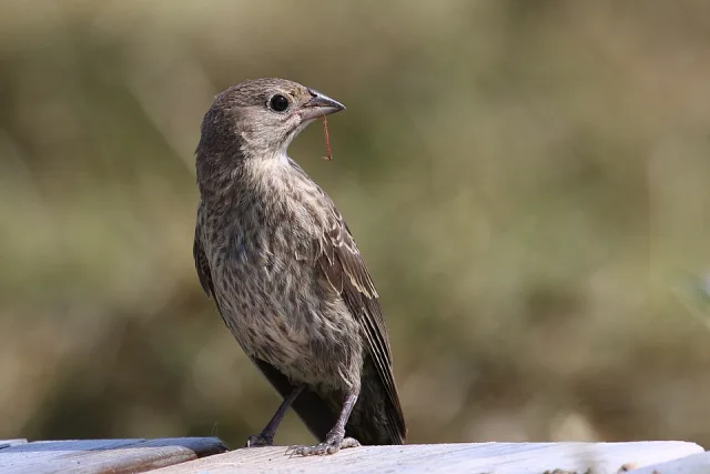 Plain brown looking young bird with some streaks on the breast.