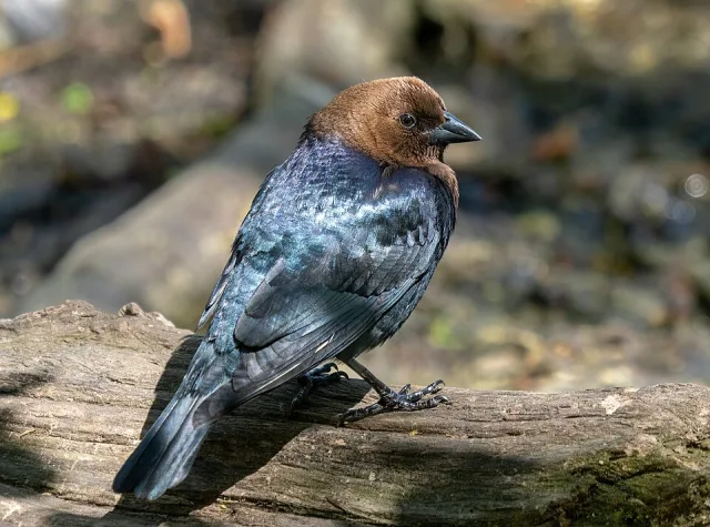 Medium sized black colored bird with glossy blue wings and brown head.