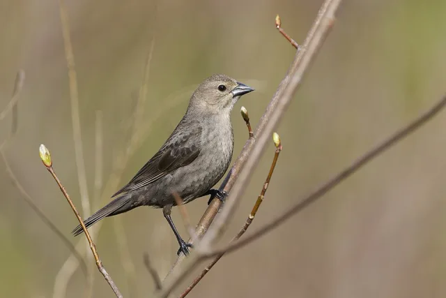 Plain brown looking female bird walking up a stick.