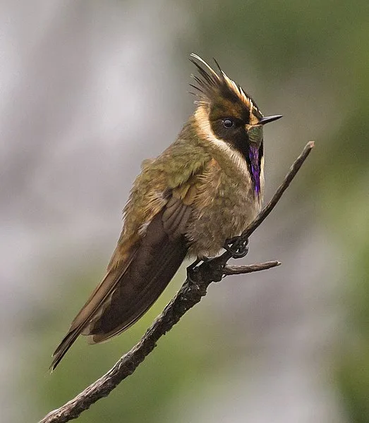 Brown hummingbird like bird with darker face and paler bib.
