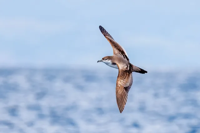 Dark seabird with long wings and M shape on the back.