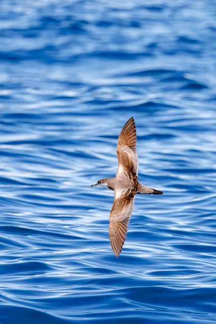 Dark seabird with long wings and M shape on the back.