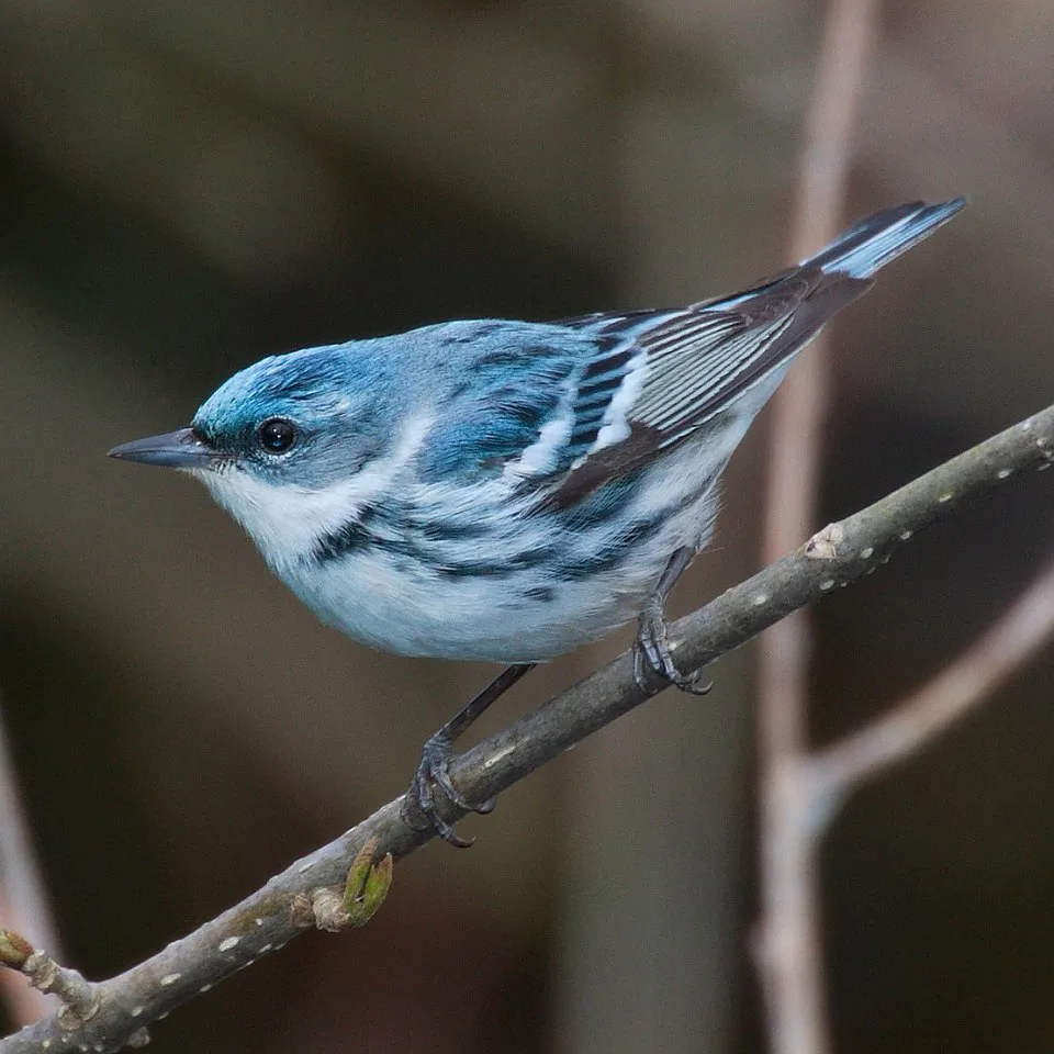 Blue and white small songbird.