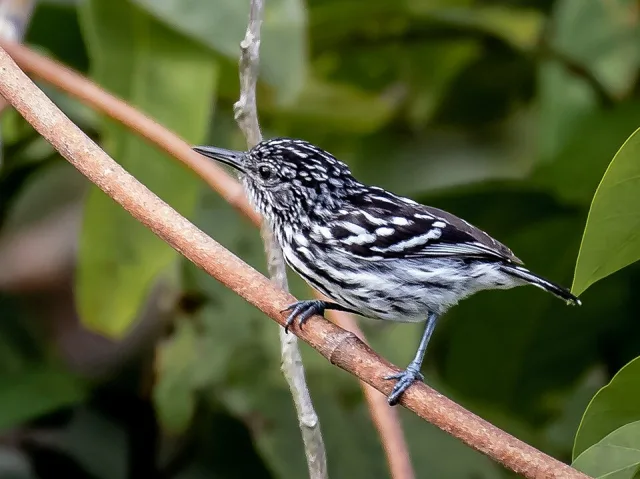 Black and white streaky small bird.