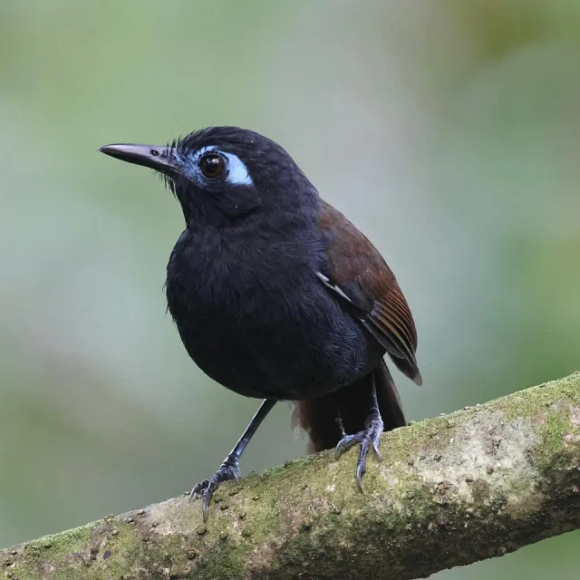 black bird with pale blue facial skin.