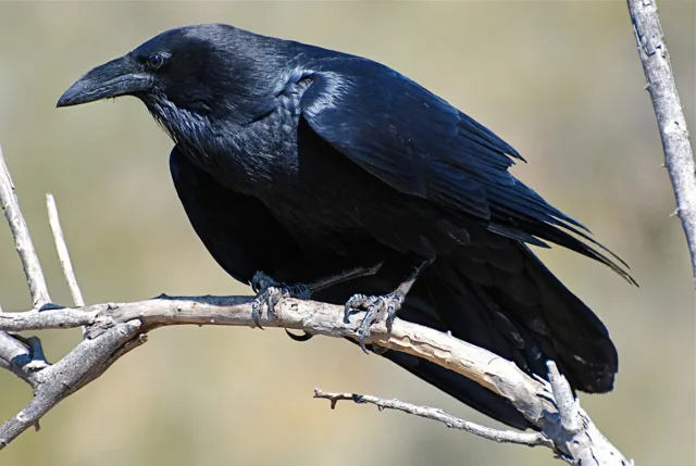 Large crow with glossy black plumage.