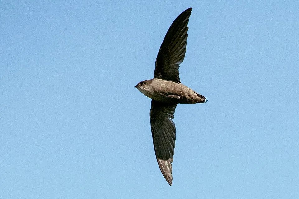 Tiny dark bird in flight with long wings.