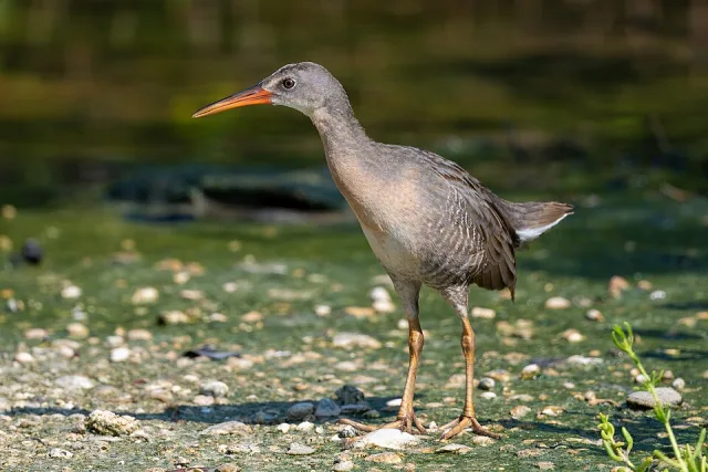 Shy waterbird with long orange legs, orange bill and pale rufous belly.