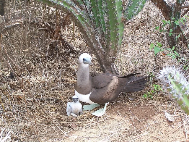 A brown seabird with pale belly and head stands over a small chick.