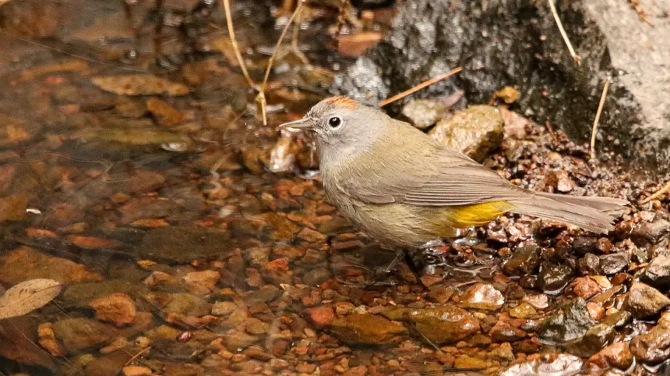 Small brown songbird with plain plumage and brown crown.