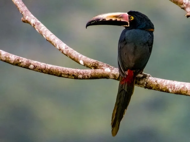 Black colored toucan with very large bill with red coloring.