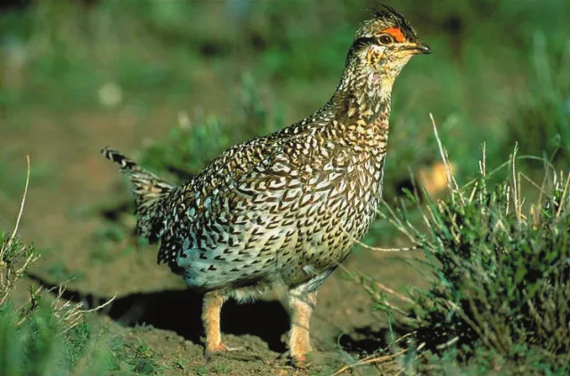 Large brown gamebird with white streaks and red eyebrow.