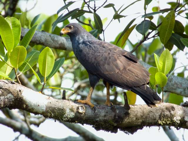 Large dark bird of prey with yellow bill and feet.