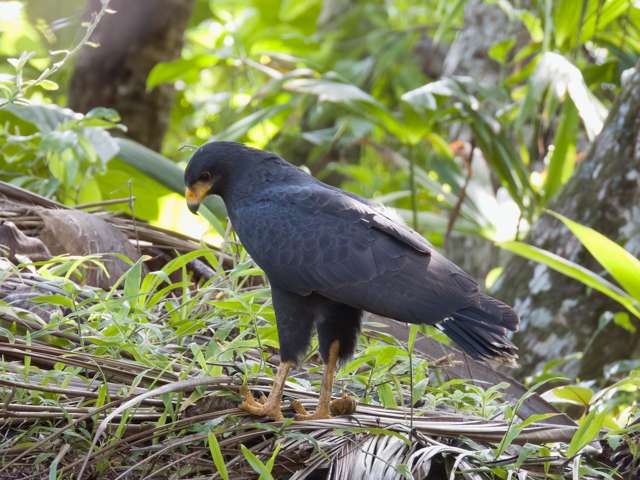 Large dark bird of prey with yellow bill and feet.