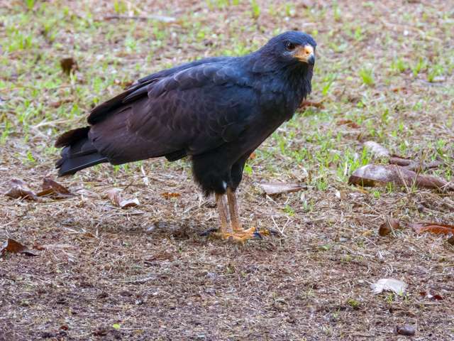 Large dark bird of prey with yellow bill and feet.