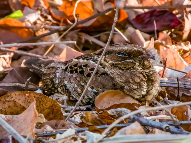 Owl like bird with brown mottled plumage, resting in the leaf litter.