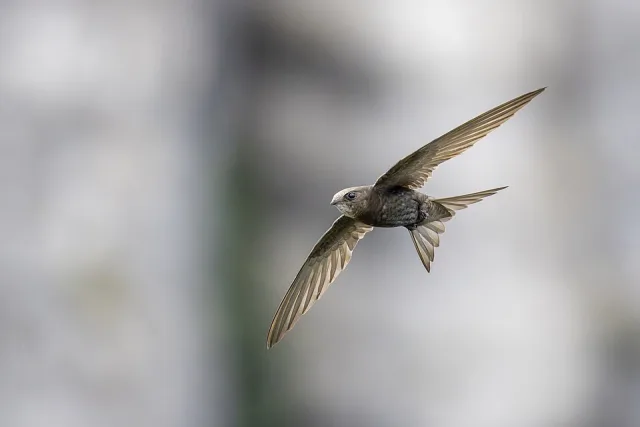 Tiny dark bird with very long wings.