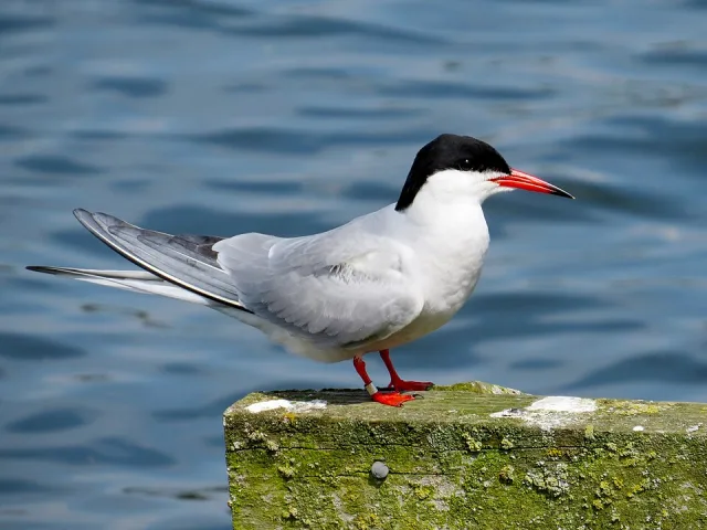 Pale gray seabird with full black cap and bright red bill and legs.